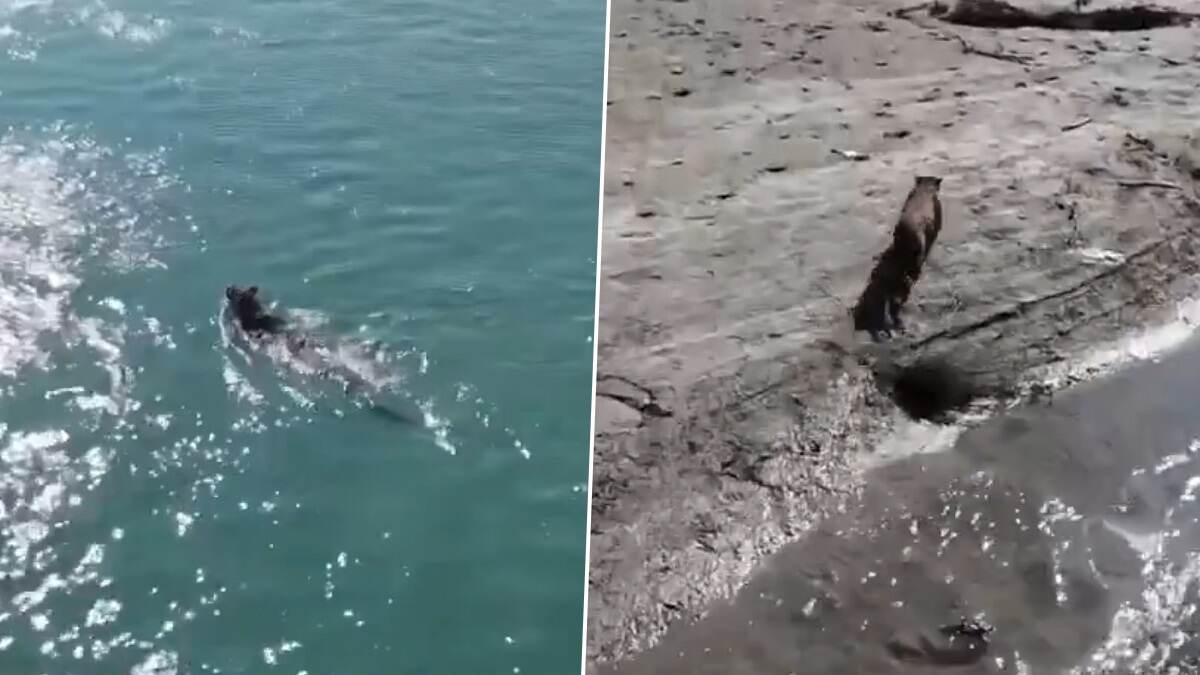 Leopard Video: ভরা বর্ষায় নদী পার হচ্ছে লেপার্ড, অসীম শক্তি দিয়ে সাঁতার কাটছে, দেখুন ভিডিয়ো