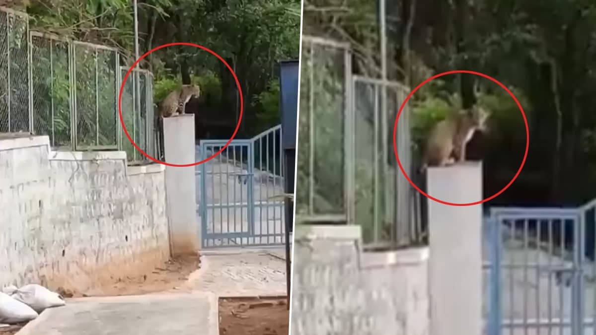 Leopard Video: জঙ্গল থেকে বেরিয়ে মন্দিরের প্রবেশ পথে লেপার্ডের পাহারাদারি, ভয়ে লাফ দিয়ে পালাচ্ছে মানুষ, দেখুন ভাইরাল ভিডিয়ো