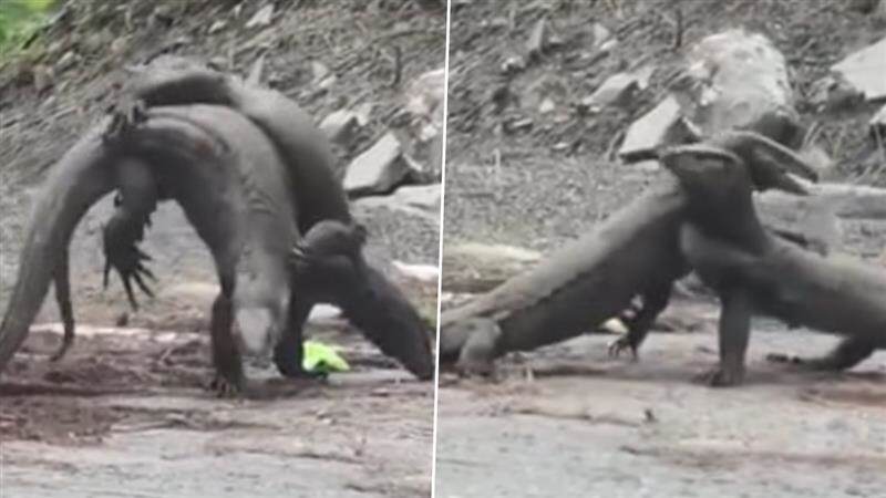 Viral Video: মাথা দিয়ে গুঁতো, লড়ছে দুই গোসাপ, ভাইরাল ভিডিয়ো