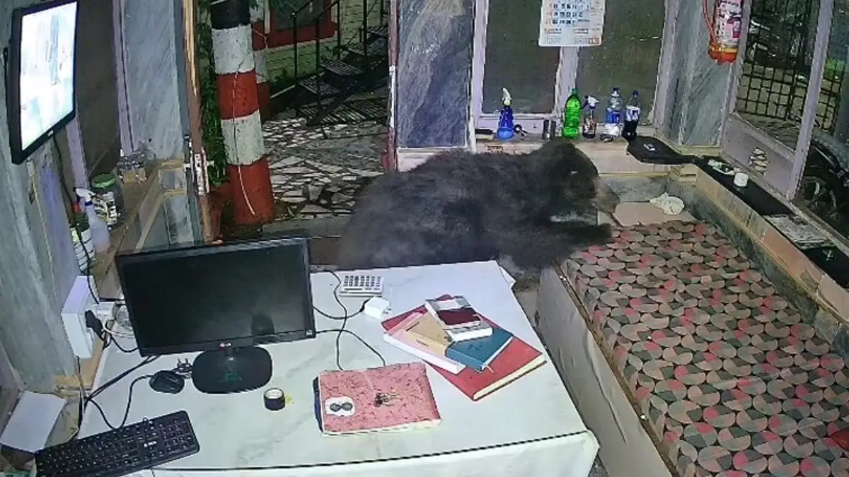 Mount Abu Viral Video: মাঝরাতে হোটেলে ঢুকে পড়ল কালো ভাল্লুক, তারপর...? ভাইরাল ভিডিয়ো