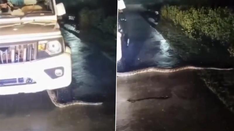 Python Viral Video: পুলিশের গাড়িতে ১২ ফুট লম্বা অজগর! ভাইরাল হাড়হিম করা ভিডিয়ো