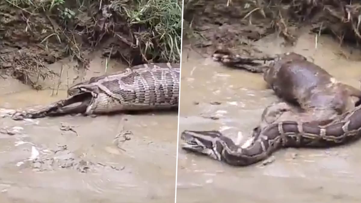 UP Viral Video: লোকালয়ে ঢুকে পড়ল ২০ ফুট পাইথন, গিলে খেল আস্ত একটি ছাগল, ভাইরাল ভিডিয়ো
