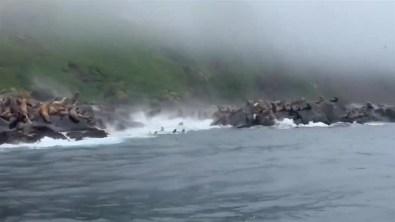 Horrific Video Of Sea Lions:  প্রবল ভূমিকম্পের জেরে পাহাড় ভেঙে গায়ের উপর পড়ছে, ভয়ে জলে ঝাঁপ দিচ্ছে শয়ে শয়ে সি লায়ন, ভাইরাল ভিডিয়ো
