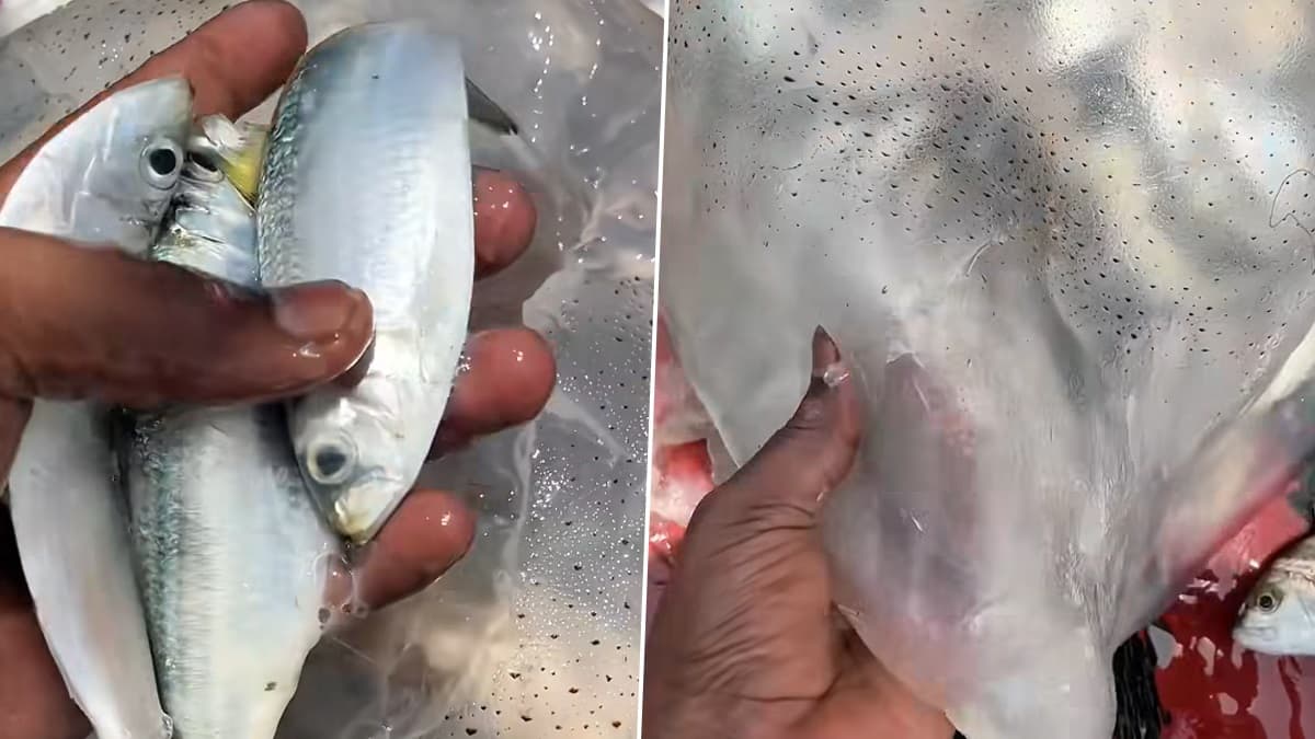 Viral Video: স্টার ফিসের পেট কাটতেই বেরোচ্ছে একের পর এক মাছ, দেখুন ভাইরাল ভিডিয়ো