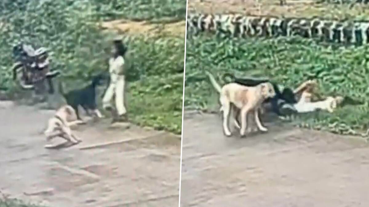 Horrific Video: ছোট্ট মেয়ের উপর হামলা, পা ধরে হিড়হিড় করে টেনে নিয়ে 'ছিঁড়ে খেল' রাস্তার কুকুরের দল, ভয়াবহ ভিডিয়ো