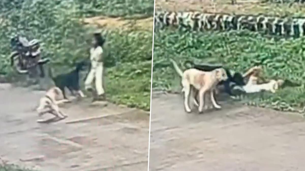 Horrific Video: ছোট্ট মেয়ের উপর হামলা, পা ধরে হিড়হিড় করে টেনে নিয়ে 'ছিঁড়ে খেল' রাস্তার কুকুরের দল, ভয়াবহ ভিডিয়ো