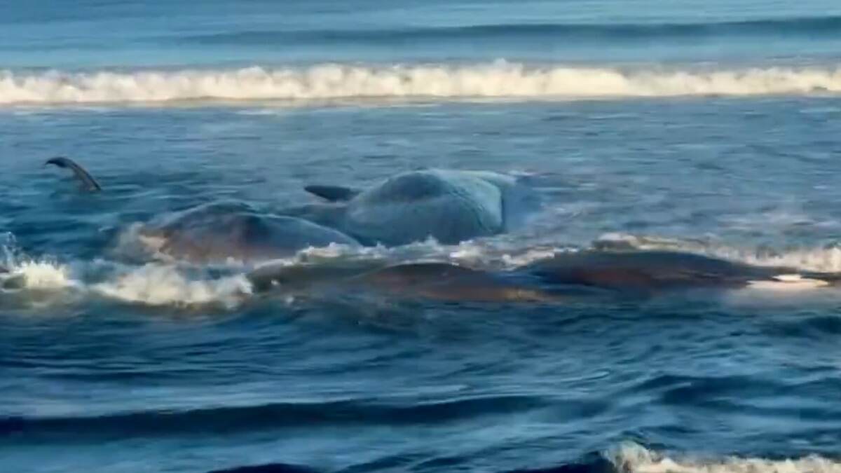 Whales Washed Ashore After Tsunami Video: প্রলয় কি আসন্ন? উথালপাতাল সমুদ্র, সুনামির ঢেউয়ের ধাক্কায় সৈকতে ভেসে আসছে বিশাল সব তিমি, হাঙর, দেখুন ভিডিয়ো