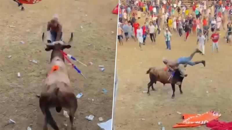 Bullfighter: কলম্বিয়ায় ষাঁড়ের লড়াই উৎসবে যুবকের মৃত্যু, দেখুন ভিডিও