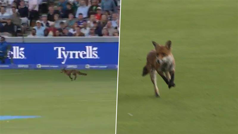Fox in Lords, Cricket Viral Video: দ্য হান্ড্রেডের উদ্বোধনী ম্যাচে লর্ডসে ঢুকল শেয়াল! দেখুন ভাইরাল ভিডিও