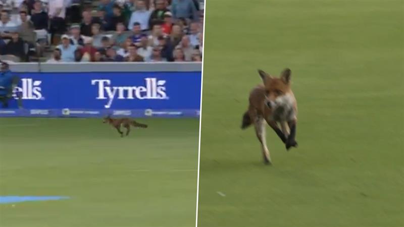 Fox in Lords, Cricket Viral Video: দ্য হান্ড্রেডের উদ্বোধনী ম্যাচে লর্ডসে ঢুকল শেয়াল! দেখুন ভাইরাল ভিডিও