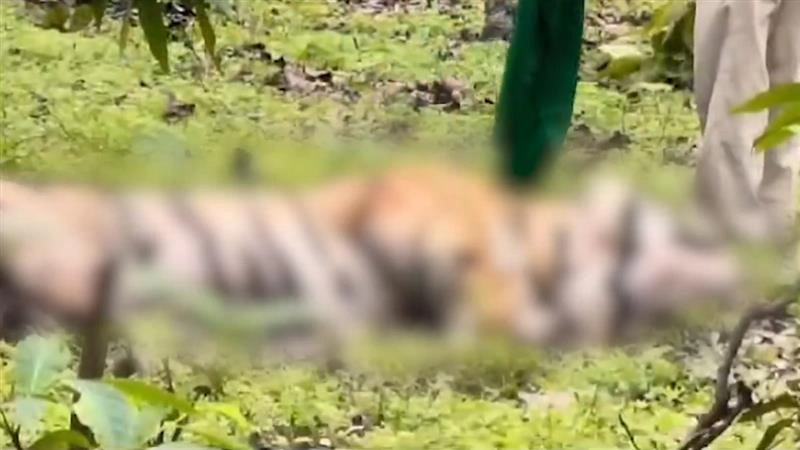 Tiger Dies: মধ্যপ্রদেশে প্রাপ্তবয়স্ক বাঘের মৃত্যু, দেখুন ভিডিও