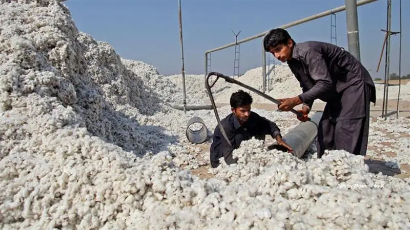 Central Government Announcement On Import Of Raw Cotton: বড় ঘোষণা কেন্দ্রের, কাঁচা তুলা আমদানির ওপর এআইডিসি মকুবের সিদ্ধান্ত