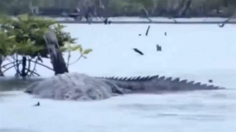 Viral Giant Crocodile In Port Blair: ২০ ফুটেরও বেশি বড় কুমিরের দেখা মিলল পোর্ট ব্লেয়ারে, দেখে চক্ষু চড়কগাছ নেটিজেনদের (দেখুন ভিডিও)