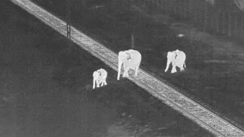 AI Protects Elephants: এআই বাঁচাচ্ছে রেললাইন পার করা হাতিদের প্রাণ, দেখুন চমকপ্রদ ভিডিও