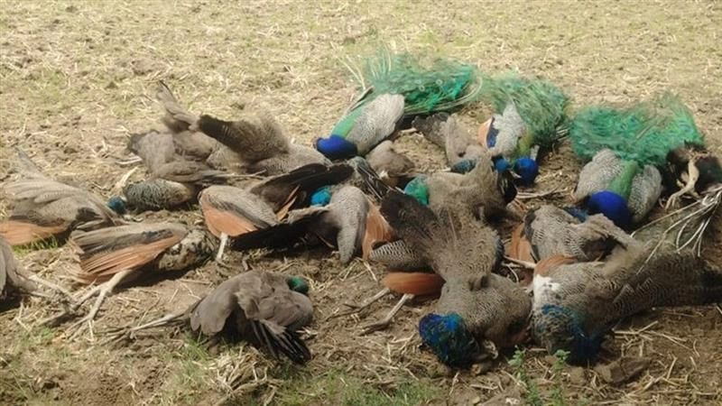 Peacocks Dead: কর্ণাটকে ২০টি ময়ূরের মৃতদেহ উদ্ধার, তদন্ত চলছে