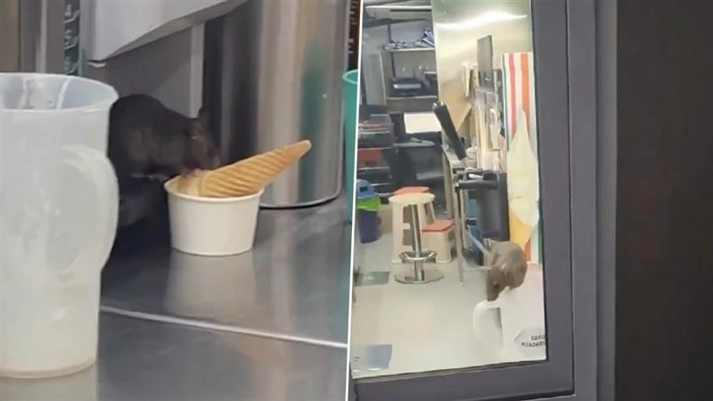 Navi Mumbai Vial Video: খাবারে মুখ দিচ্ছে ইঁদুর, জনপ্রিয় আউটলেটের এ কী অবস্থা! উত্তাল নেটপাড়া