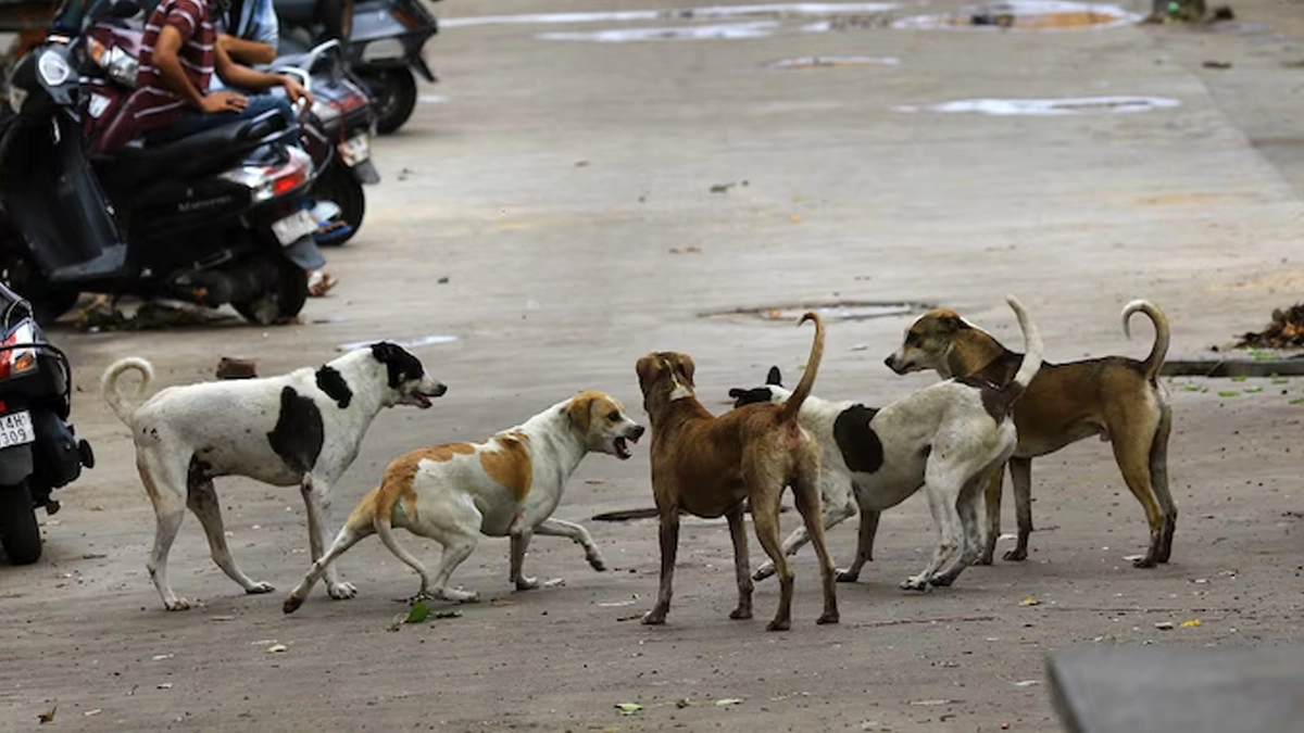 SC on Stray Dog: পথ কুকুর ধরে আলাদা নিরাপদ স্থানে রাখার নির্দেশ সুপ্রিম কোর্টের