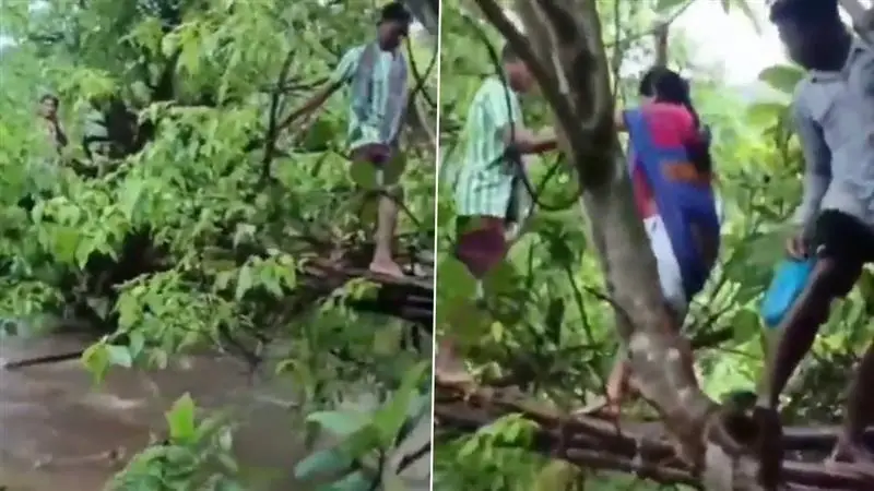 River Crossing Video: কচিকাচা থেকে জওয়ান, বুড়ো, খরস্রোতা নদীর উপর দিয়ে গাছের ডাল বেয়ে হেঁটে যেতে হচ্ছে মানুষকে, দেখুন চরম দুর্দশার ছবি