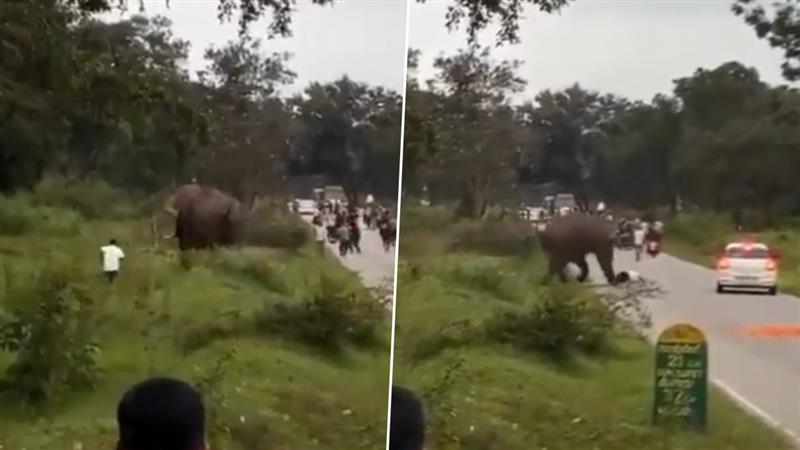 Karnataka Elephant Viral Video: হাতির আক্রমণে ভাগ্যরে জোরে প্রাণে বাঁচলেন ব্যক্তি, ভাইরাল ভিডিয়ো