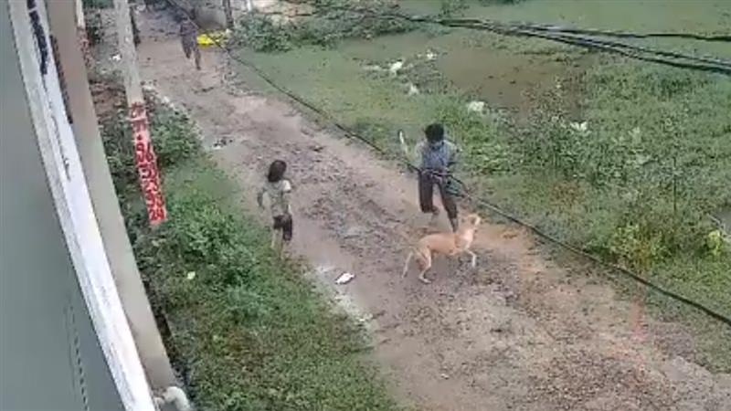 Shocking Video: অমানবিক ব্যবহার, রাস্তার কুকুরদের ধরে ধরে পেটাচ্ছে এই ছেলেটি