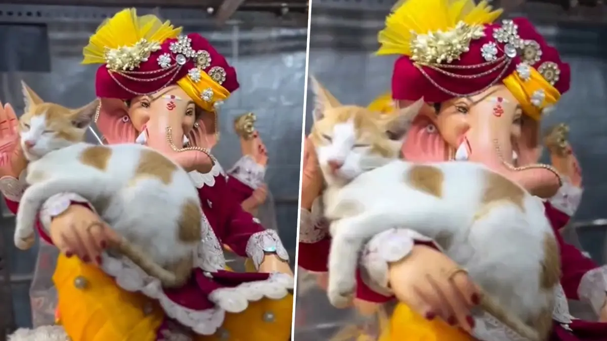 Viral Video Of Ganesh Chaturthi: গণপতির হাতের উপর নিশ্চিন্তে ঘুমোচ্ছে বেড়াল, ভাইরাল ভিডিয়ো ঘিরে হইচই