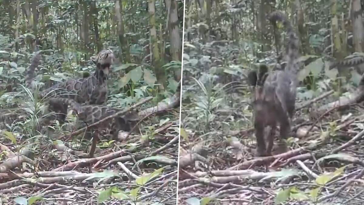 Clouded Leopard Video: জঙ্গলে ঘুরছে মেঘরঙা লেপার্ড, বিরল প্রজাতির বাঘের দেখা পাওয়া যেন 'অলৌকিক', দেখুন ভিডিয়ো