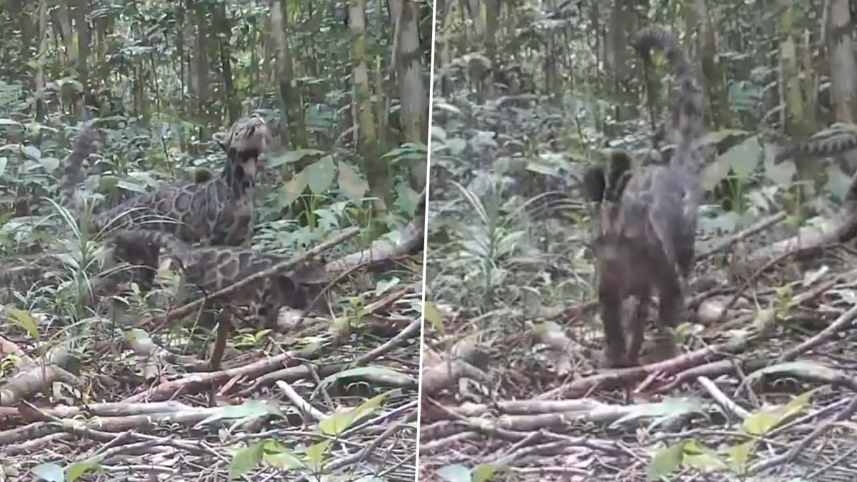 Clouded Leopard Video: জঙ্গলে ঘুরছে মেঘরঙা লেপার্ড, বিরল প্রজাতির বাঘের দেখা পাওয়া যেন 'অলৌকিক', দেখুন ভিডিয়ো