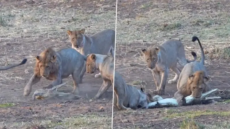 Crocodile-Lions Fight Video: ৪টি সিংহের সঙ্গে লড়ে যাচ্ছে একটি কুমীর, এই ভিডিয়ো আপনাকে অনুপ্রাণিত করবে অবশ্যই