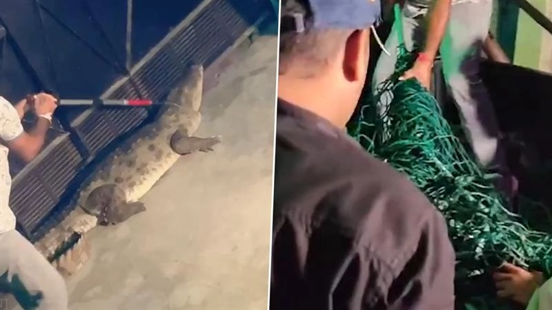 Crocodile Viral Video: বর্ষায় বাড়িতে ঢুকল কুমির, আতঙ্কে ঘরছাড়া গোটা পরিবার, ভাইরাল ভিডিয়ো