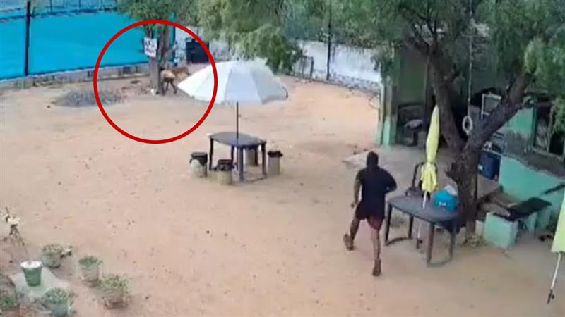 Madurai Dog Attack:৮ বছরের শিশুর উপর ঝাঁপিয়ে পড়ল কুকুর, ছেলেকে বাঁচাতে গিয়ে আক্রান্ত বাবাও