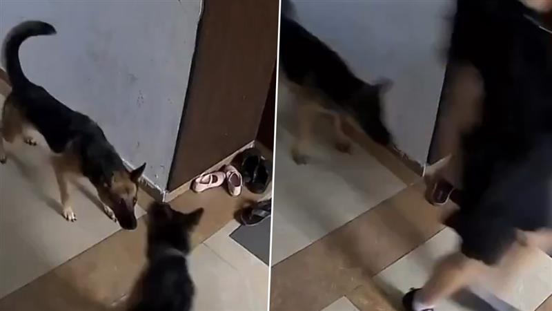 Dog Attack Video: পোষ্য কুকুর তাড়িয়ে নিয়ে গেল মহিলাকে, ঝাঁপিয়ে পড়ল এক নিমেষে, দেখুন ভিডিয়ো
