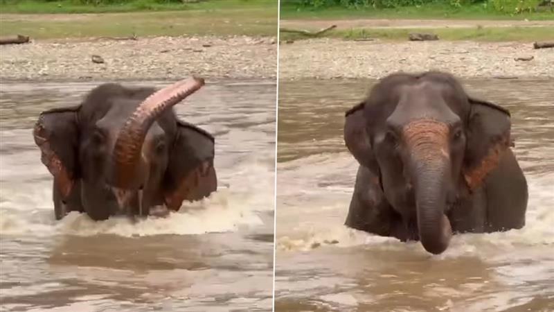 Elephant Video: ঠাণ্ডা ডলে সাঁতার কাটছে হাতি, শুঁড় তুলে ডাকছে বন্ধুদের, দেখুন মন ভাল করা ভিডিয়ো