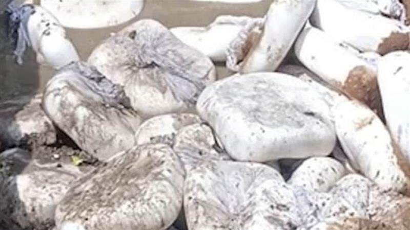 Fale Paneer: রাজ্যে রাজ্যে অভিযান চালিয়ে ফের উদ্ধার নিম্নমানের নকল পনির