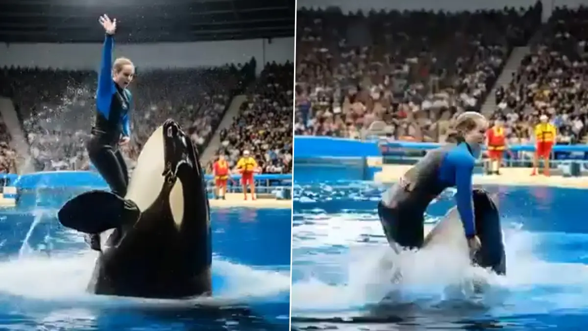 Viral Video Of Jessica Radcliffe And Killer Whale: মারণ তিমির মুখে মেরিন ট্রেনার, টেনে, হিঁচড়ে সুন্দরীর প্রশিক্ষকের রক্ত, হাড়গোড় বের করে দিল কিলার হোয়েল? ভাইরাল ভিডিয়ো