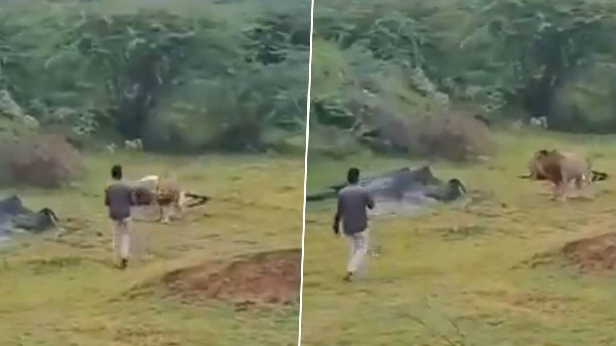 Lion Attacks Video: খাবারে মগ্ন সিংহ, বার বার ছবি তোলার জন্য বিরক্ত করায় যুবকের উপর ঝাঁপিয়ে পড়ল পশুরাজ, তারপর... দেখুন ভয়ঙ্কর ভিডিয়ো