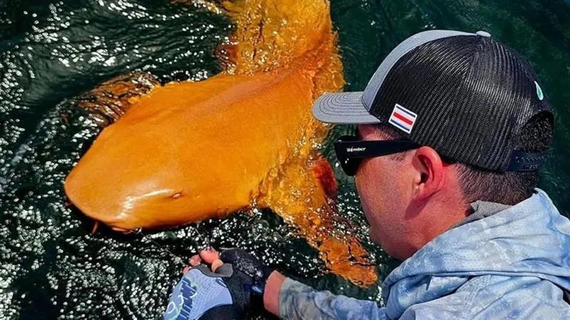 Orange Shark: কমলা রঙের হাঙড় ঘুরে বেড়াচ্ছে, বিরল প্রজাতির 'অরেঞ্জ শার্কের' ছবি ভাইরাল