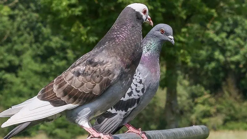 Pigeon With Threat Note In Jammu And Kashmir: জম্মুতে রেললাইন ধ্বংস করতে উড়ে এল পায়রা, তারপর... রহস্যময় নোট