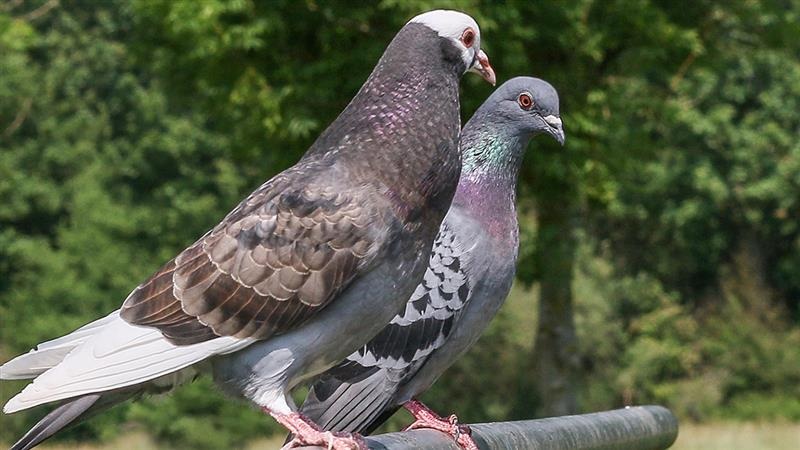 Pigeon With Threat Note In Jammu And Kashmir: জম্মুতে রেললাইন ধ্বংস করতে উড়ে এল পায়রা, তারপর... রহস্যময় নোট