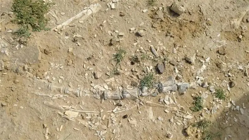 Fossil Found In Rajasthan: ভারতের বিখ্যাত পর্যটনকেন্দ্রে মিলল ডায়নোসরের জীবাশ্ম