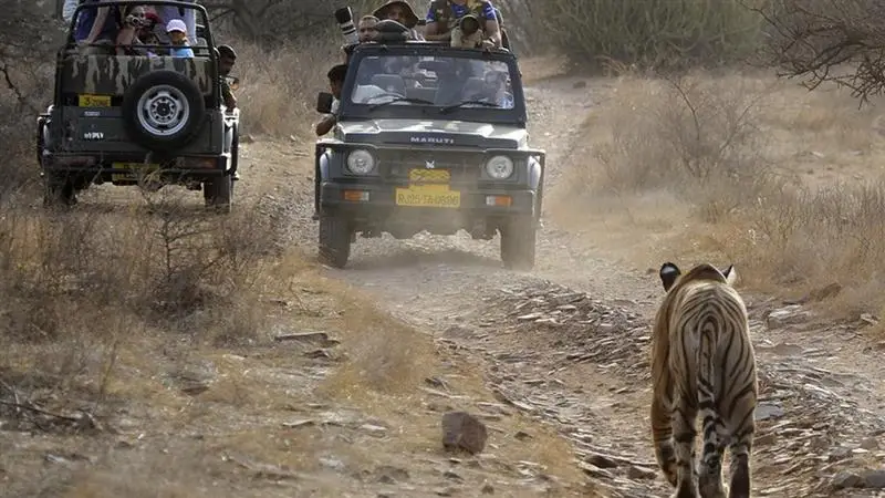 Ranthambore National Park: জঙ্গল সাফারির মাঝে বিকল গাড়ি, ২৫ জন পর্যটককে বাঘের মুখে ফেলে পালালেন গাইড