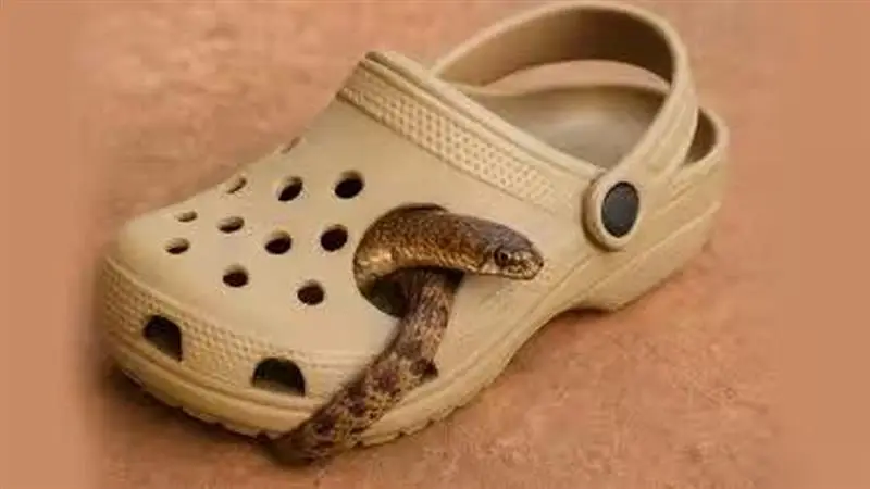 Snake Attack In Bengaluru: চপ্পলের ভিতরে লুকিয়ে সাপ, না বুঝে জুতোয় পা গলাতেই ছোবল, মৃত্যু ব্যক্তির