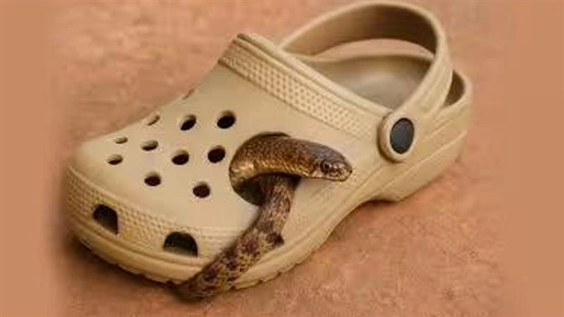 Snake Attack In Bengaluru: চপ্পলের ভিতরে লুকিয়ে সাপ, না বুঝে জুতোয় পা গলাতেই ছোবল, মৃত্যু ব্যক্তির