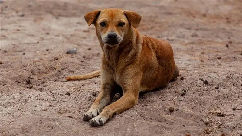 Stray Dog Horror: চার বছরের শিশুকে কামড়ে ধরে মুখের মাংস তুলে নিল রাস্তার কুকুর
