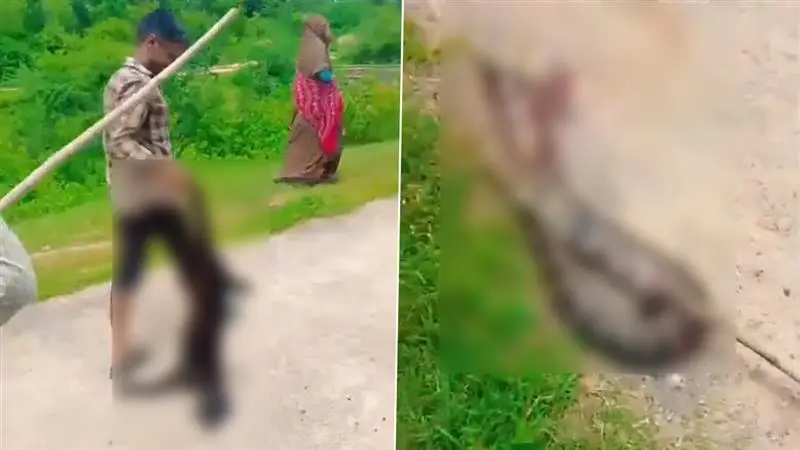 Python Viral Video: আস্ত ছাগল গিলে নিল রাক্ষুসে পাইথন, তারপর গ্রামবাসীরা যা করলেন...ভাইরাল ভিডিয়ো