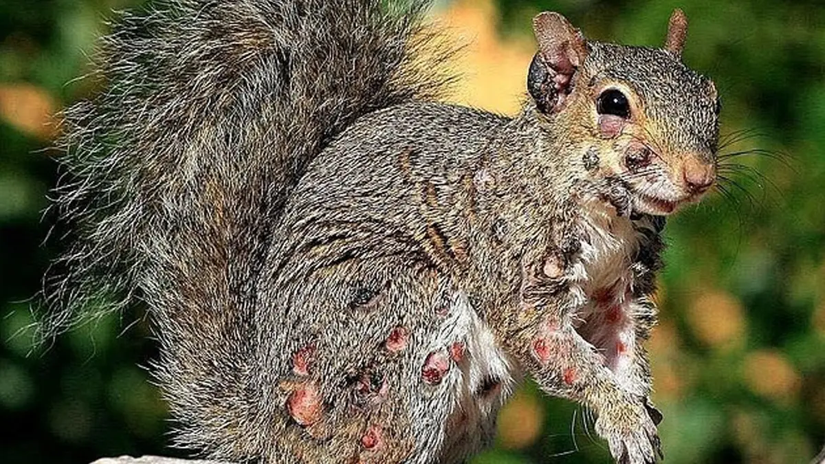 Zombie Squirrels: সাক্ষাৎ 'রাক্ষস', 'জম্বি স্কুইরেল' ঘুরে বেড়াচ্ছে, বিশালাকার কাঠবেড়ালি দেখে অবাক গোটা দুনিয়া