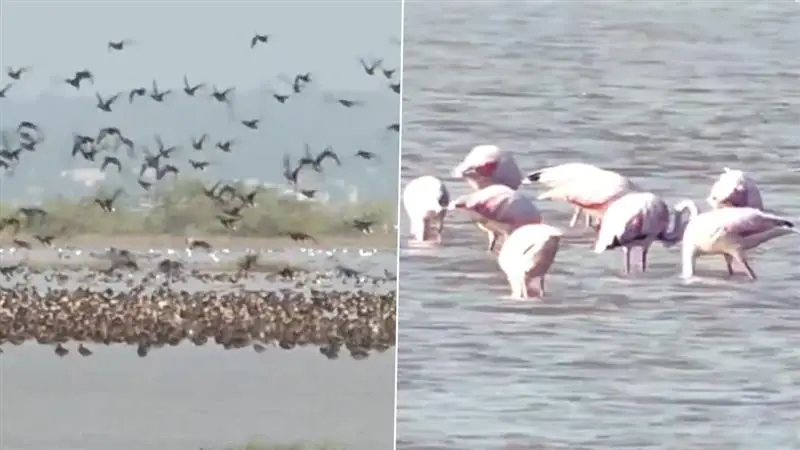 Migratory Bird: জয়পুরের সম্ভার হ্রদে শীতকালীন মৌসুমের আগেই হাজার হাজার পরিযায়ী পাখির আগমন