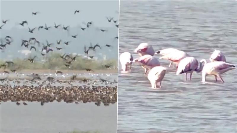 Migratory Bird: জয়পুরের সম্ভার হ্রদে শীতকালীন মৌসুমের আগেই হাজার হাজার পরিযায়ী পাখির আগমন