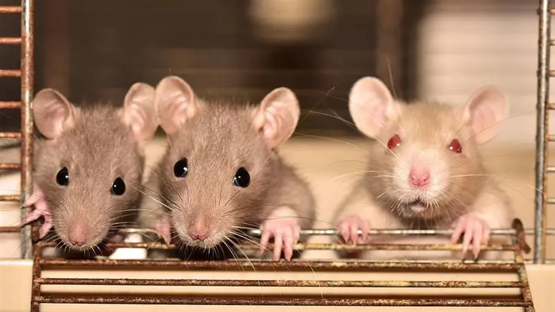 Indore Hospital Horror: ইন্দোরের সবচেয়ে বড় সরকারি হাসপাতালে ইঁদুরের কামড় দুই শিশুকে, মৃত্যু সদ্যোজাত কন্যার