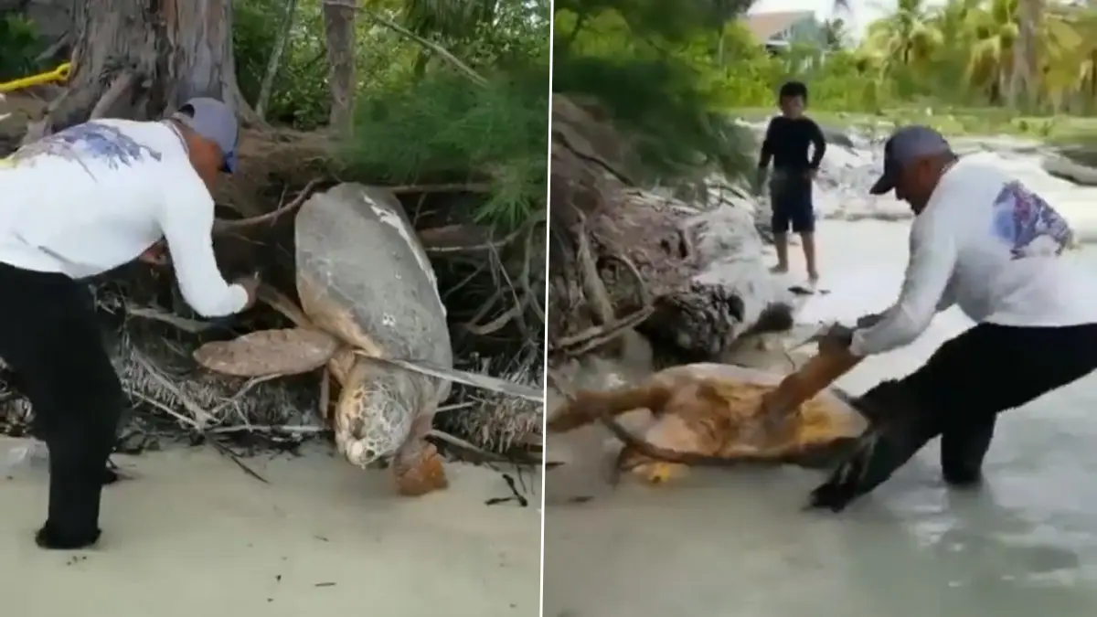 Turtle Got Stuck Viral Video: সমুদ্রে যাওয়ার পথে গাছের গুঁড়িতে আটকে গেল কচ্ছপ, উদ্ধার নাটকীয় কায়দায়, দেখুন ভিডিও