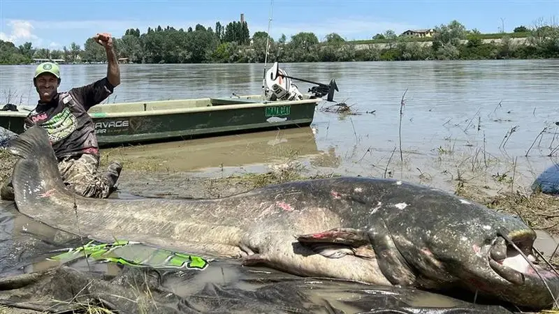 9-Foot Catfish: ইউরোপের দীর্ঘতম নদী থেকে ধরা পড়ল সবচেয়ে বড় মাছ, ৯ ফুটের দানব ক্যাটফিশ দেখে চক্ষুচড়ক গাছ